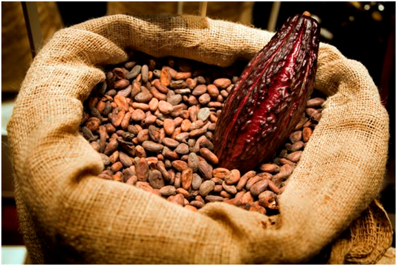 Cacao: larga vida al chocolate